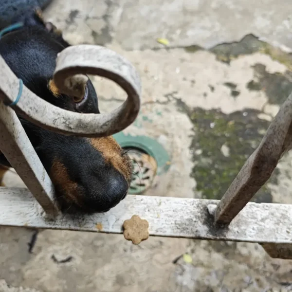 Foto de cliente — Fórmula Avanzada de Probióticos